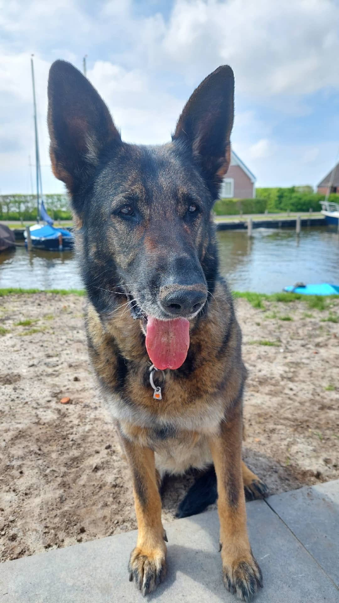 Joaquin, dierenoppas in Rotterdam, foto 4