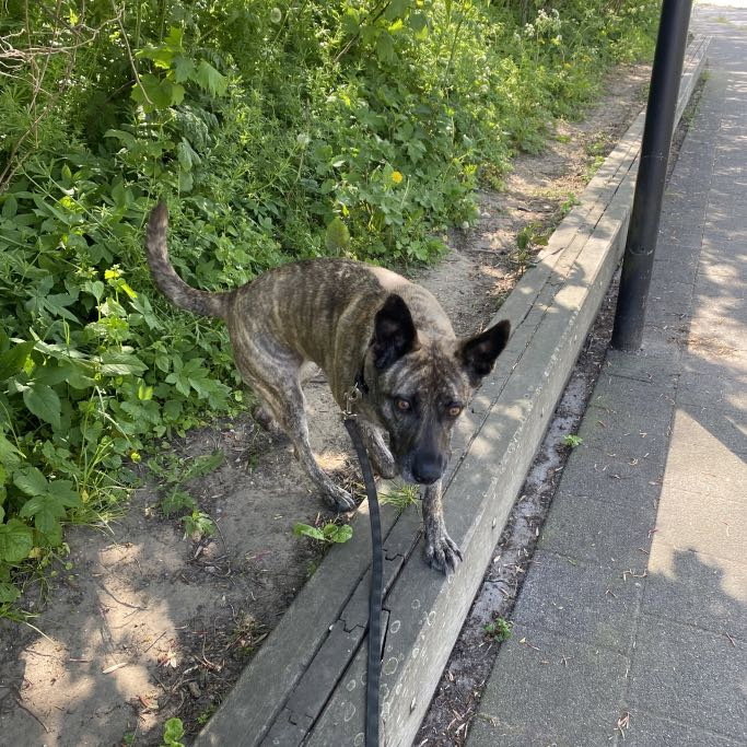Daphne, pet sitter in Heemskerk, photo 3