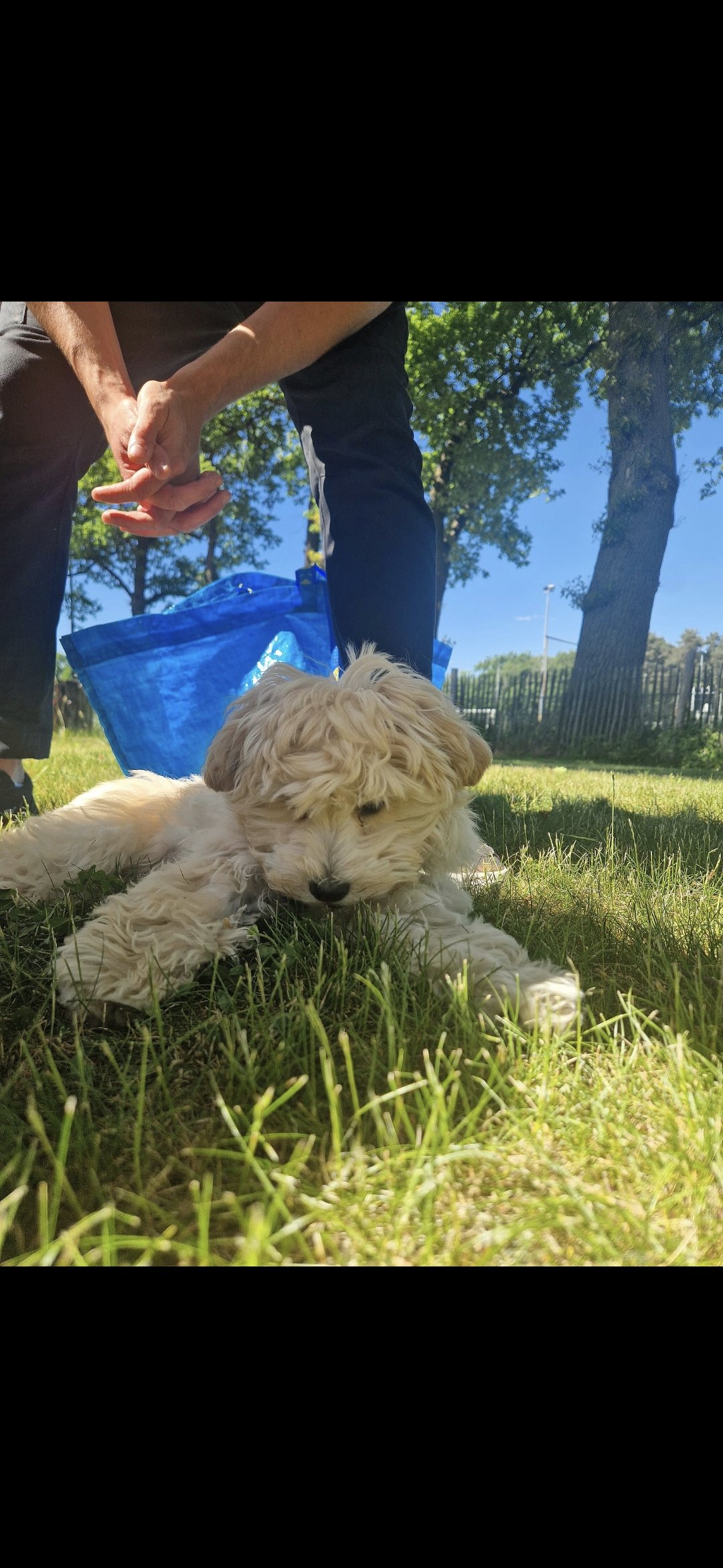 Hasse, pet sitter in Enschede, photo 2