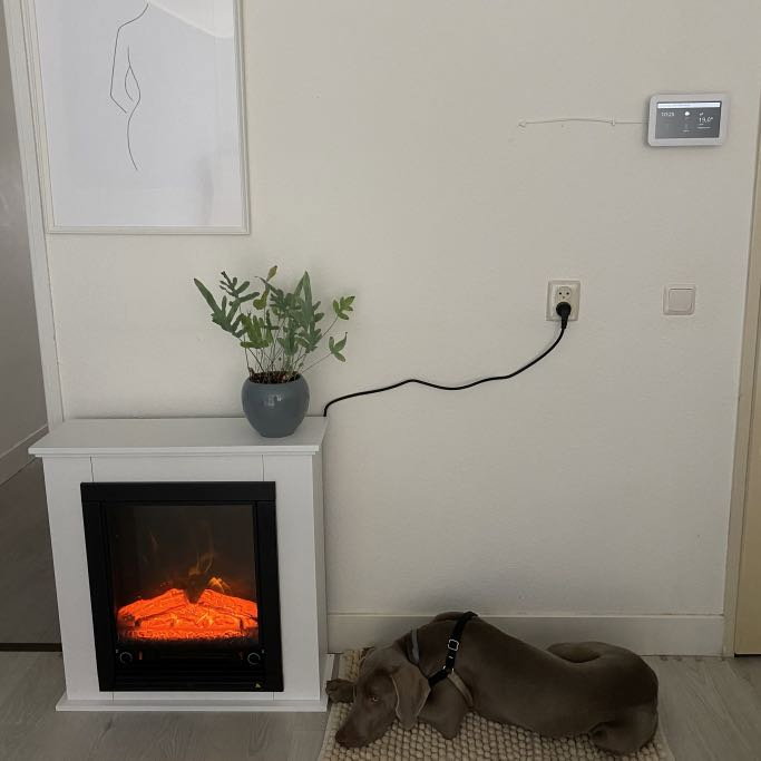 Dawn, pet sitter in 's-Gravenhage, photo 3