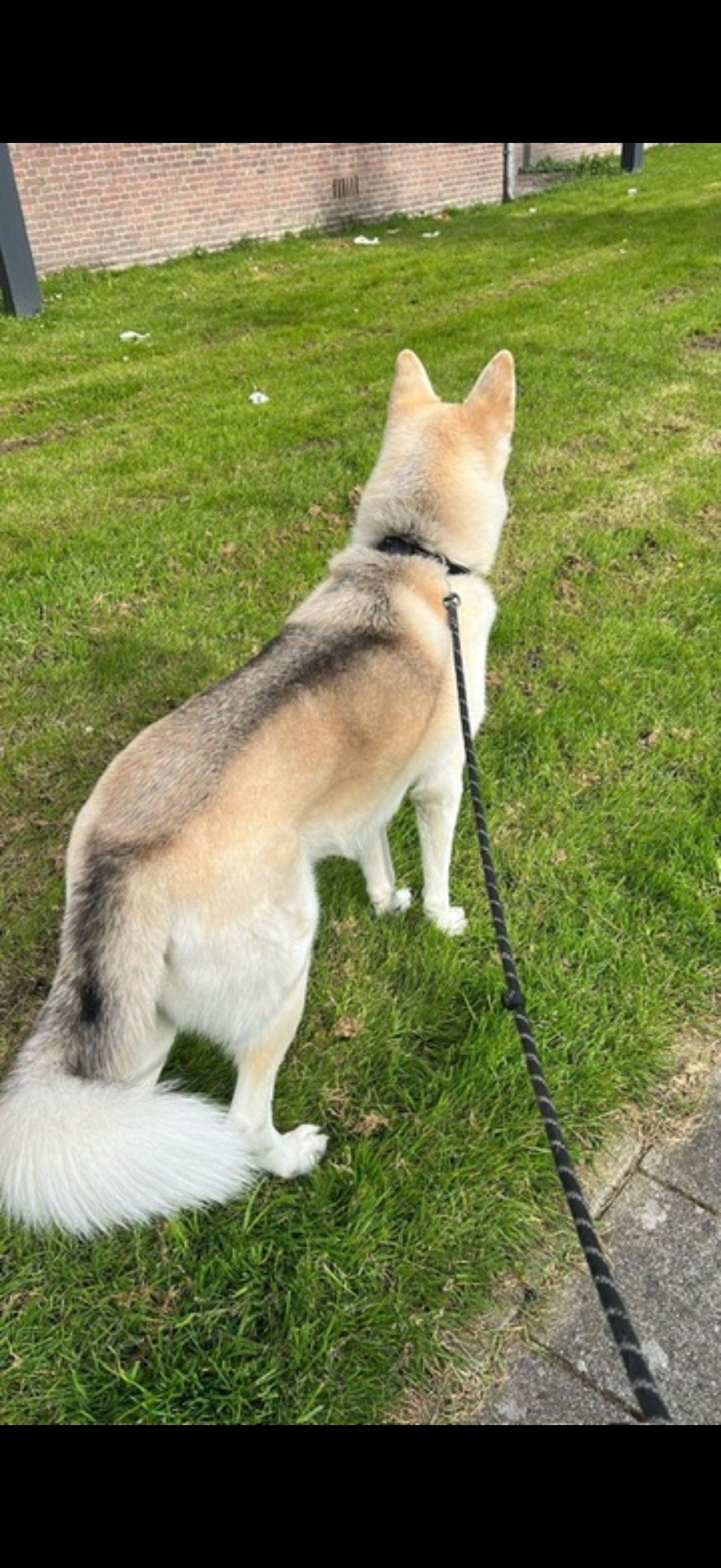 giulia, pet sitter in Amsterdam, photo 5