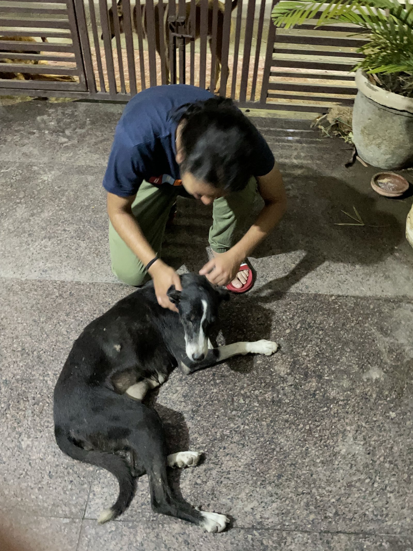 Dhruv, pet sitter in Rijswijk, photo 3