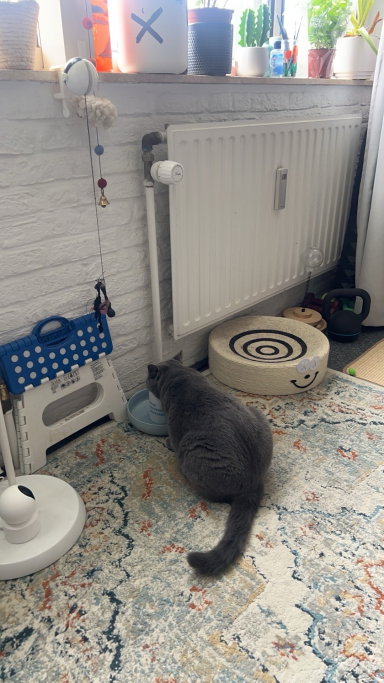 Susan, pet sitter in Diemen, photo 5