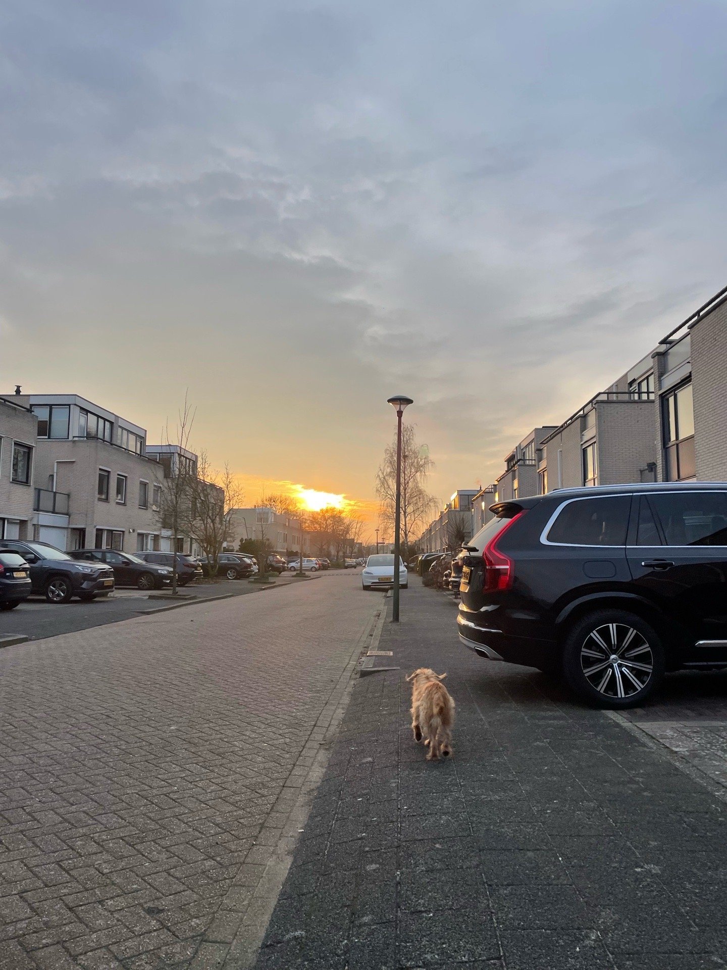 Vera, pet sitter in Amsterdam, photo 5