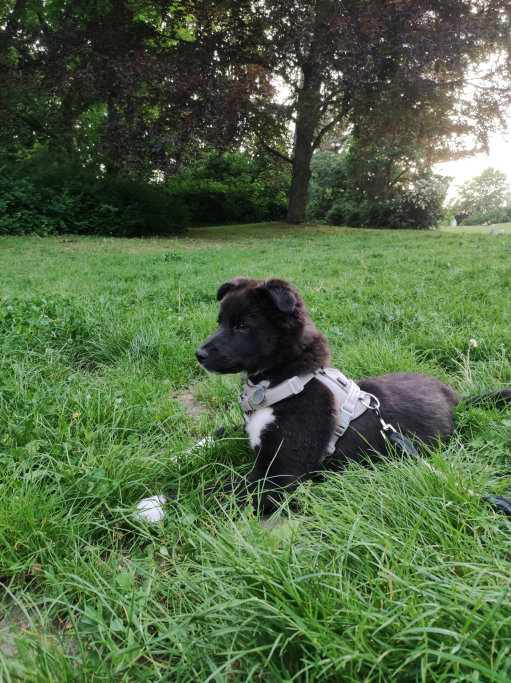 Rahel, Tiersitter in Berlin, Foto 4