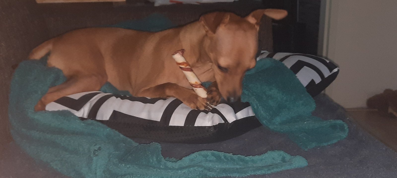 Lotus, pet sitter in Almere, photo 3