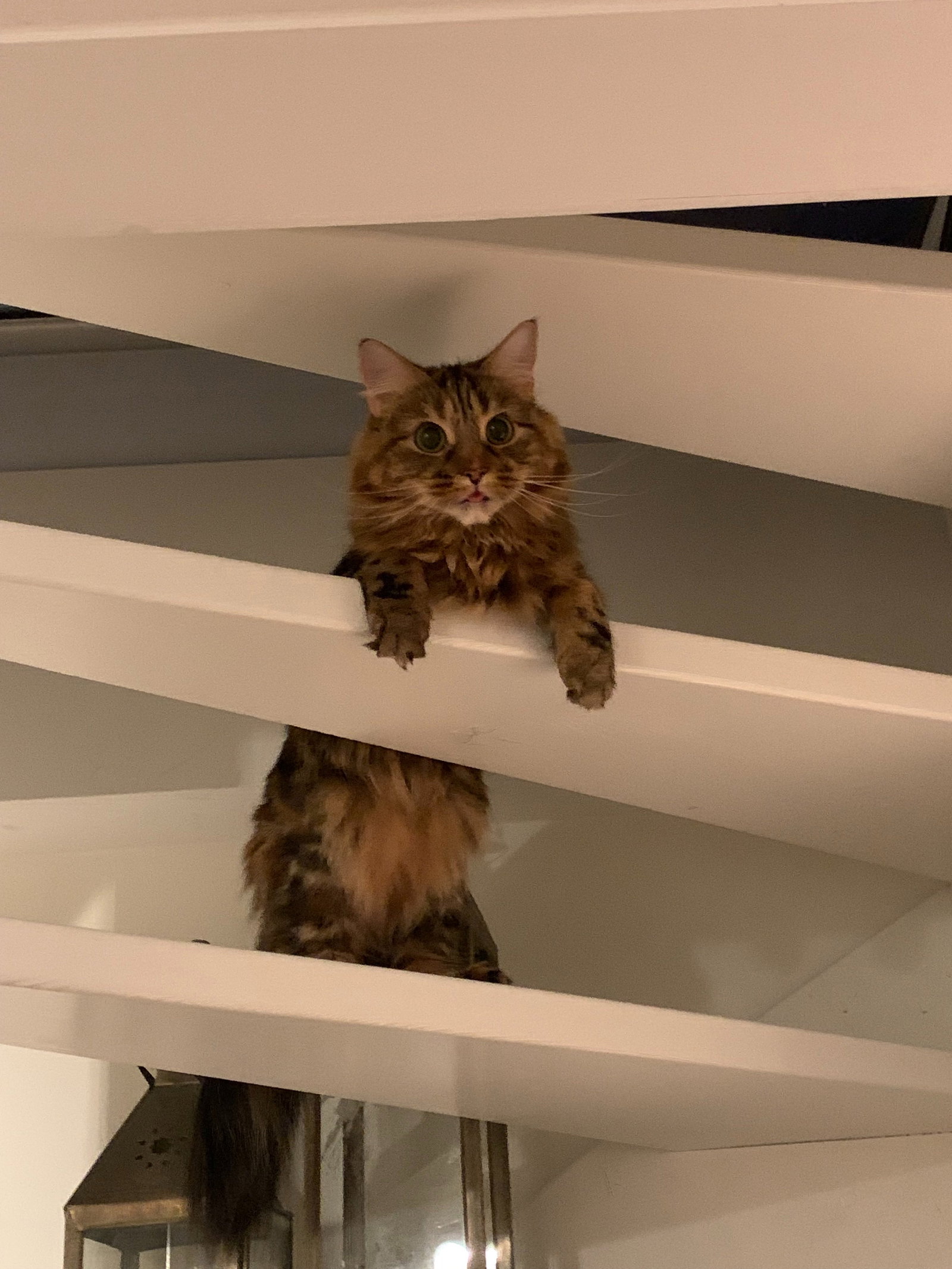 Eleanor, pet sitter in Amsterdam, photo 3