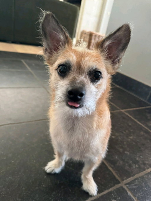 Frederico, pet sitter in Sint-Oedenrode, photo 1