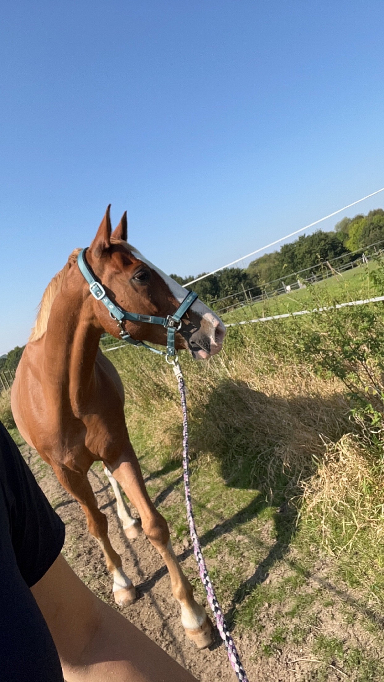 Maya, Tiersitter in Essen, Foto 1