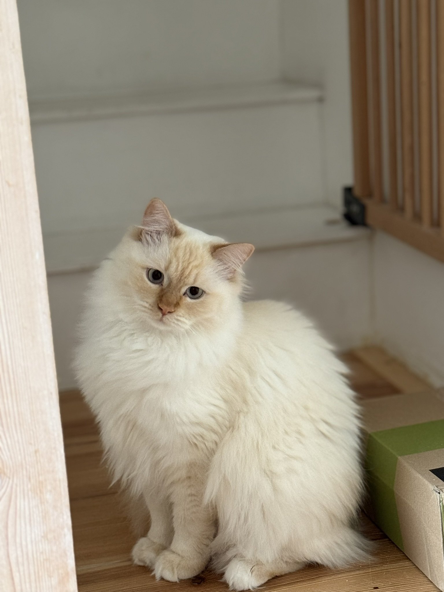 Bruna, pet sitter in Amsterdam, photo 5