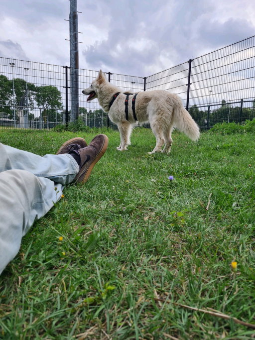 Peter, pet sitter in Utrecht, photo 5