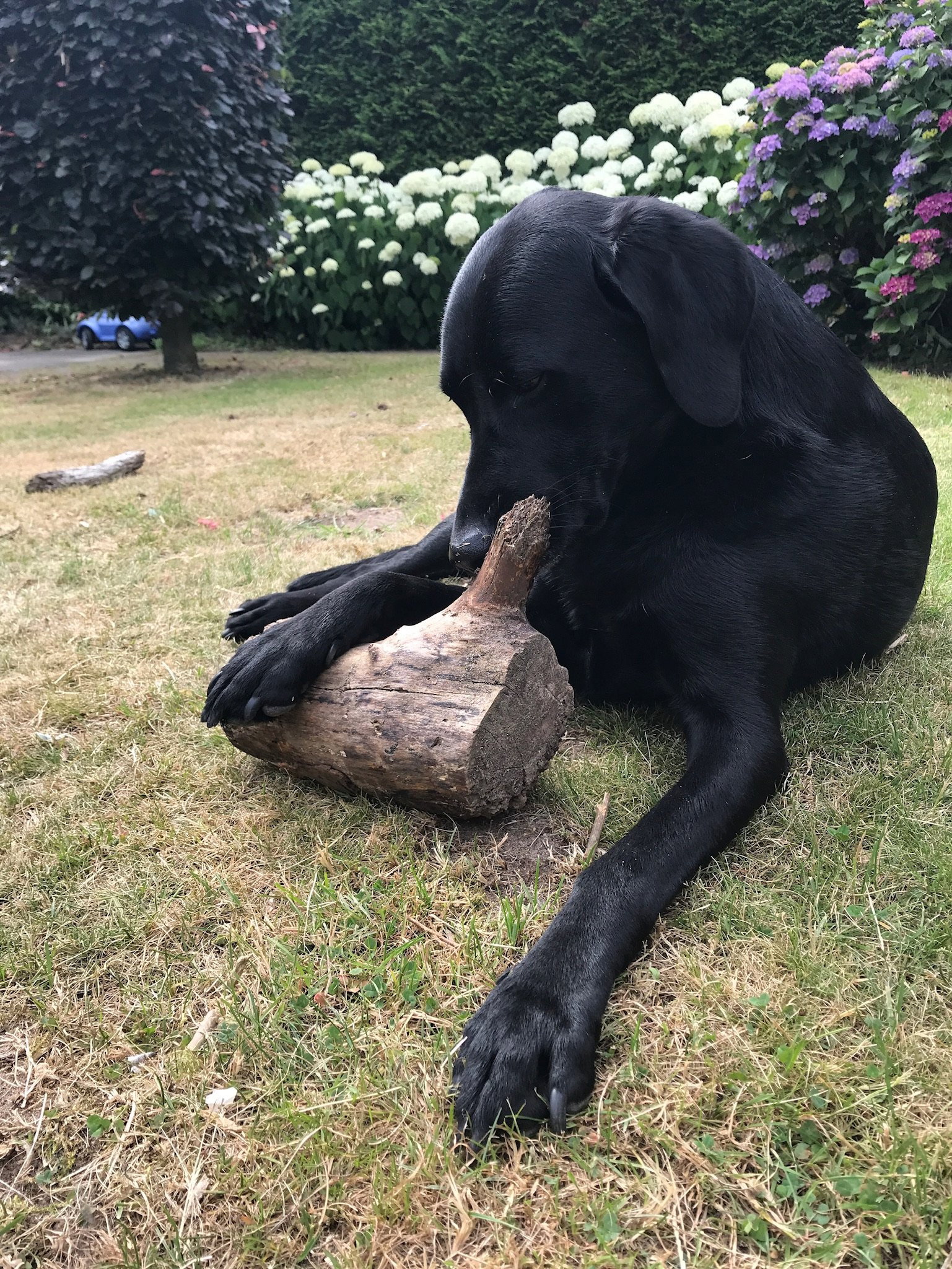 Fabienne, pet sitter in Nijmegen, photo 3