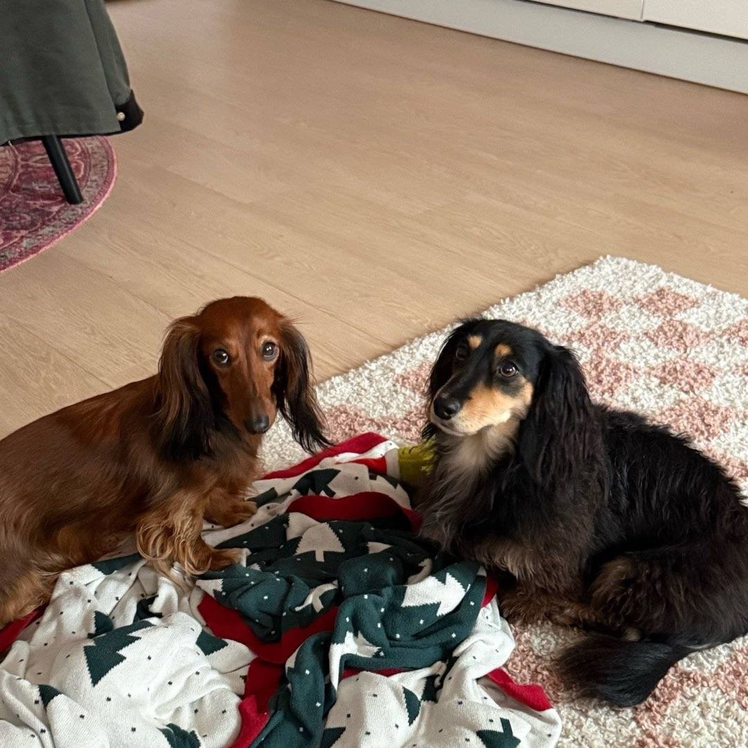Theresa, pet sitter in Amsterdam, photo 4