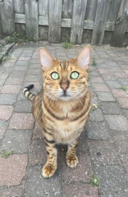jill, dierenoppas in Voorburg, foto 2