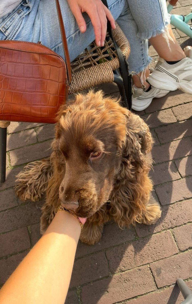 Wieke, pet sitter in Amsterdam, photo 3