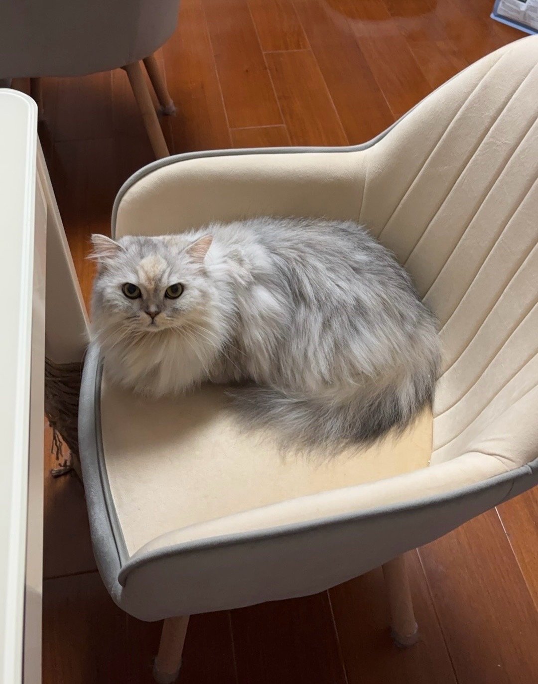 Xiaobing, pet sitter in Amsterdam, photo 1