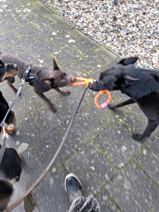 Daphne, pet sitter in Budel-Schoot, photo 5