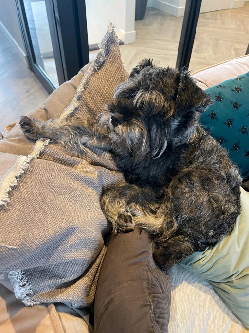 Frederico, pet sitter in Sint-Oedenrode, photo 5