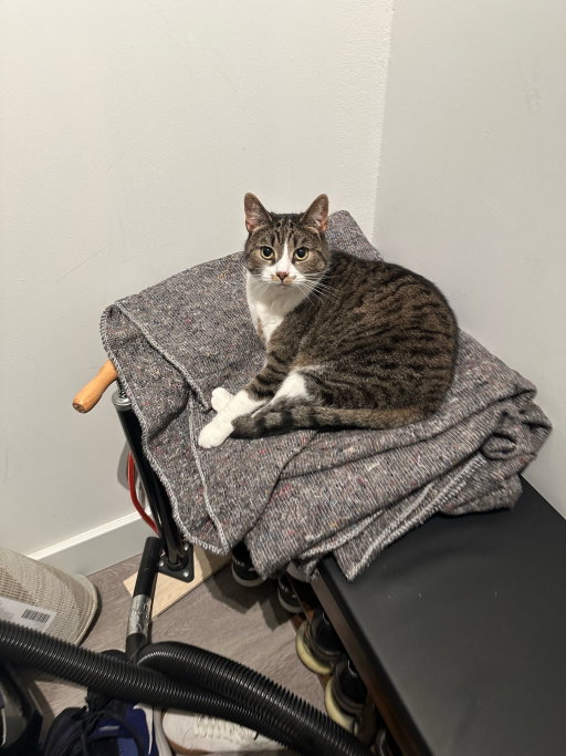 Xuan, pet sitter in Amsterdam, photo 3