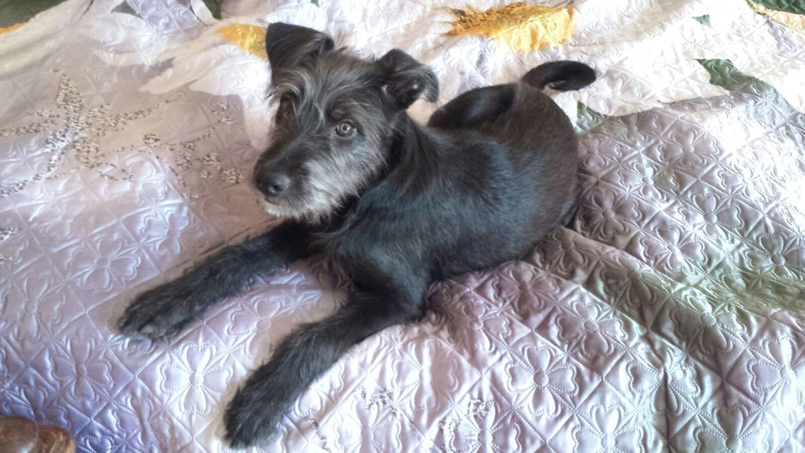 Polina, pet sitter in Rotterdam, photo 2