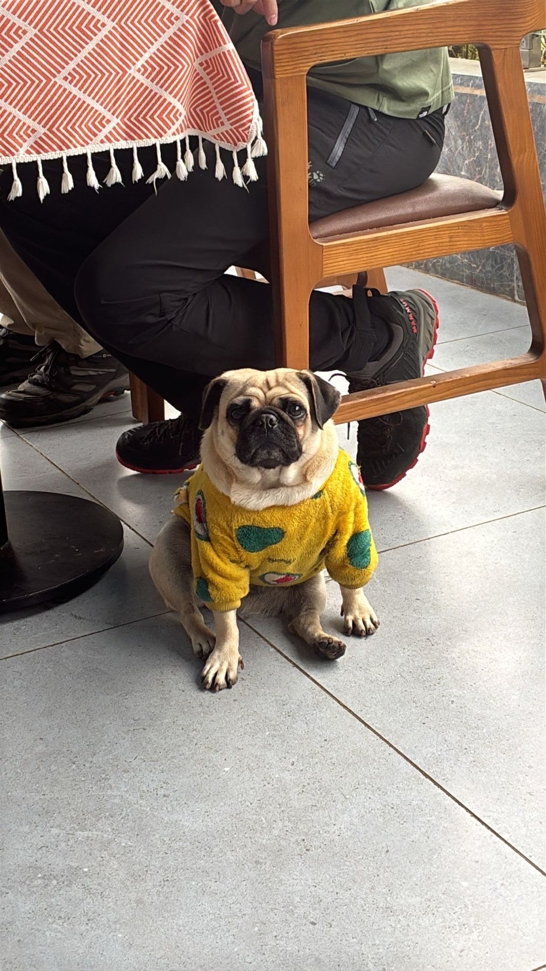 Maria Leonor, pet sitter in Eindhoven, photo 2