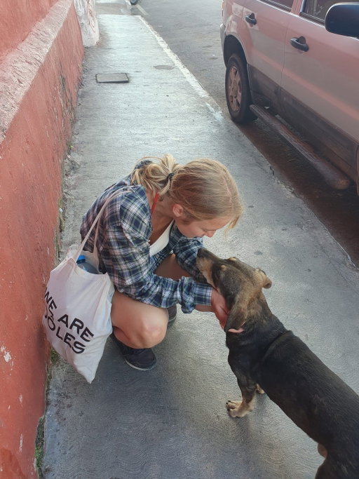 Santino (and Ichelle), pet sitter in Voorburg, photo 1