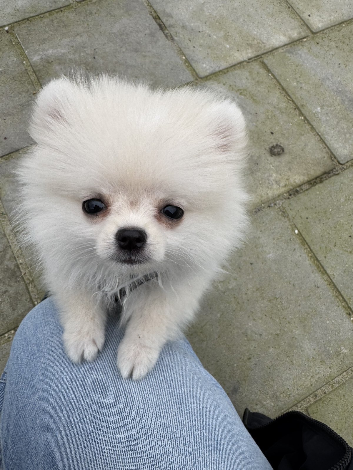 Wai Ling, dierenoppas in Rotterdam, foto 4