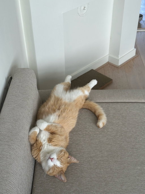 Laetitia, pet sitter in Amsterdam, photo 1
