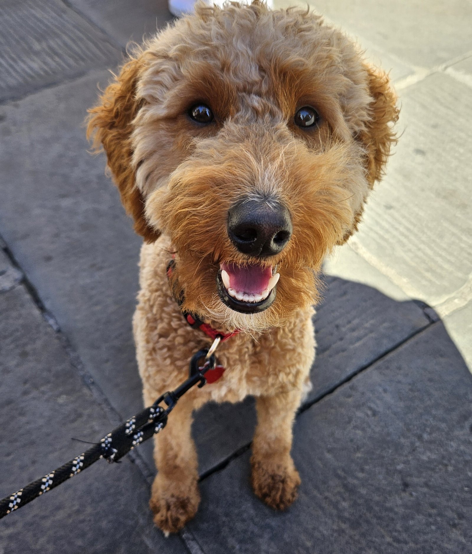 Anique, pet sitter in Arnhem, photo 1