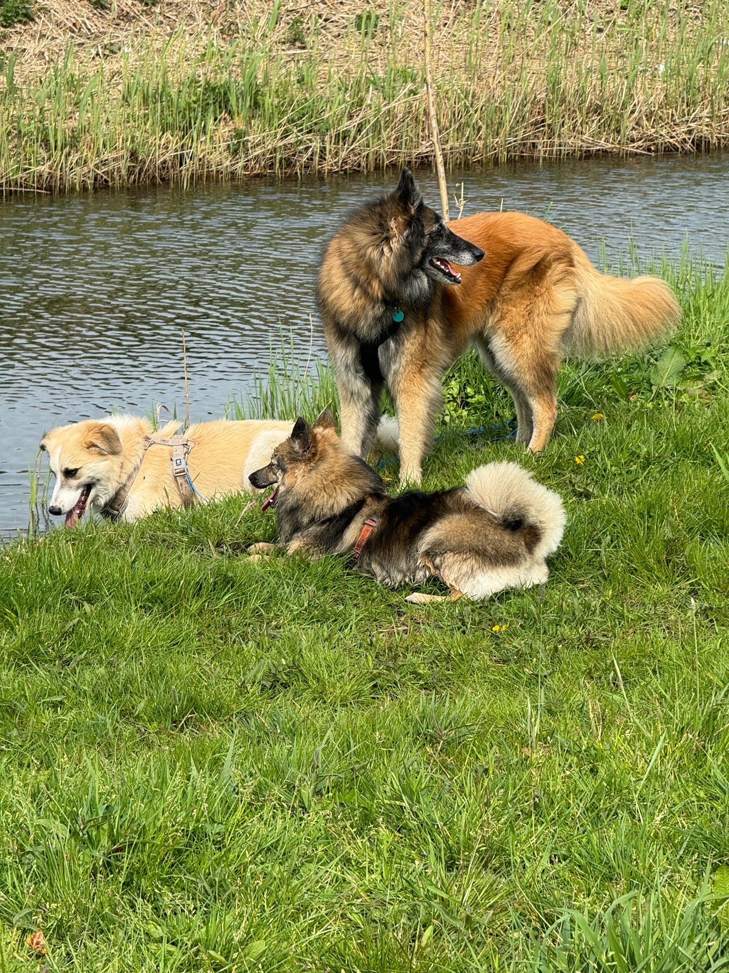Yuning, dierenoppas in Zoetermeer, foto 5