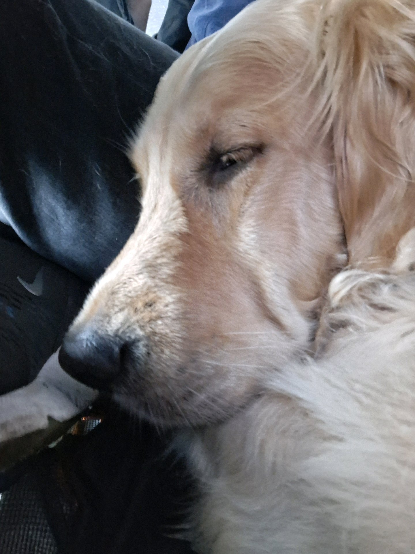 Dave, pet sitter in Hoofddorp, photo 3