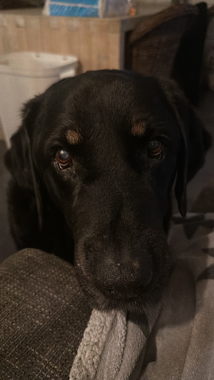 Levi, pet sitter in Amsterdam, photo 2
