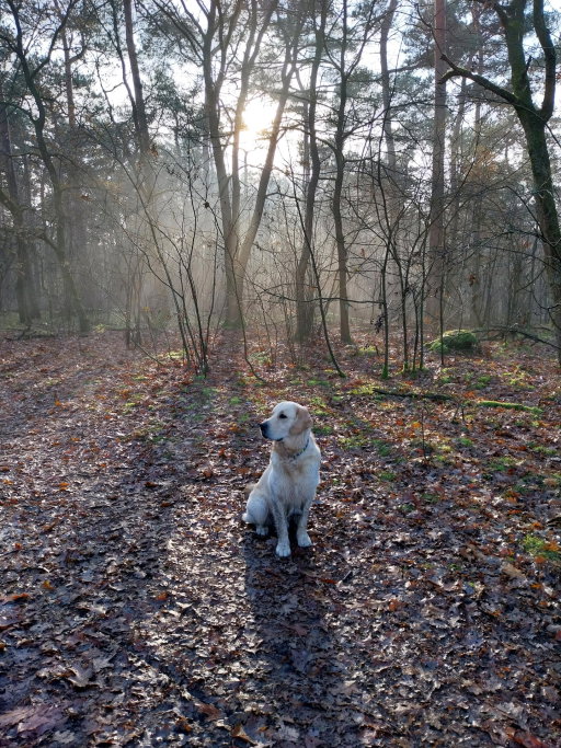 Bo, pet sitter in Waalre, photo 3