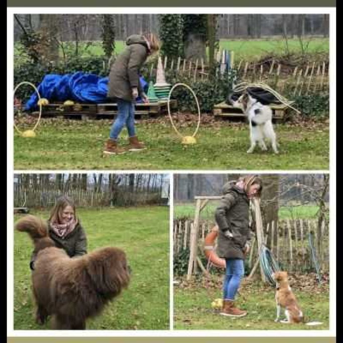 Merel, pet sitter in Scharendijke, photo 5