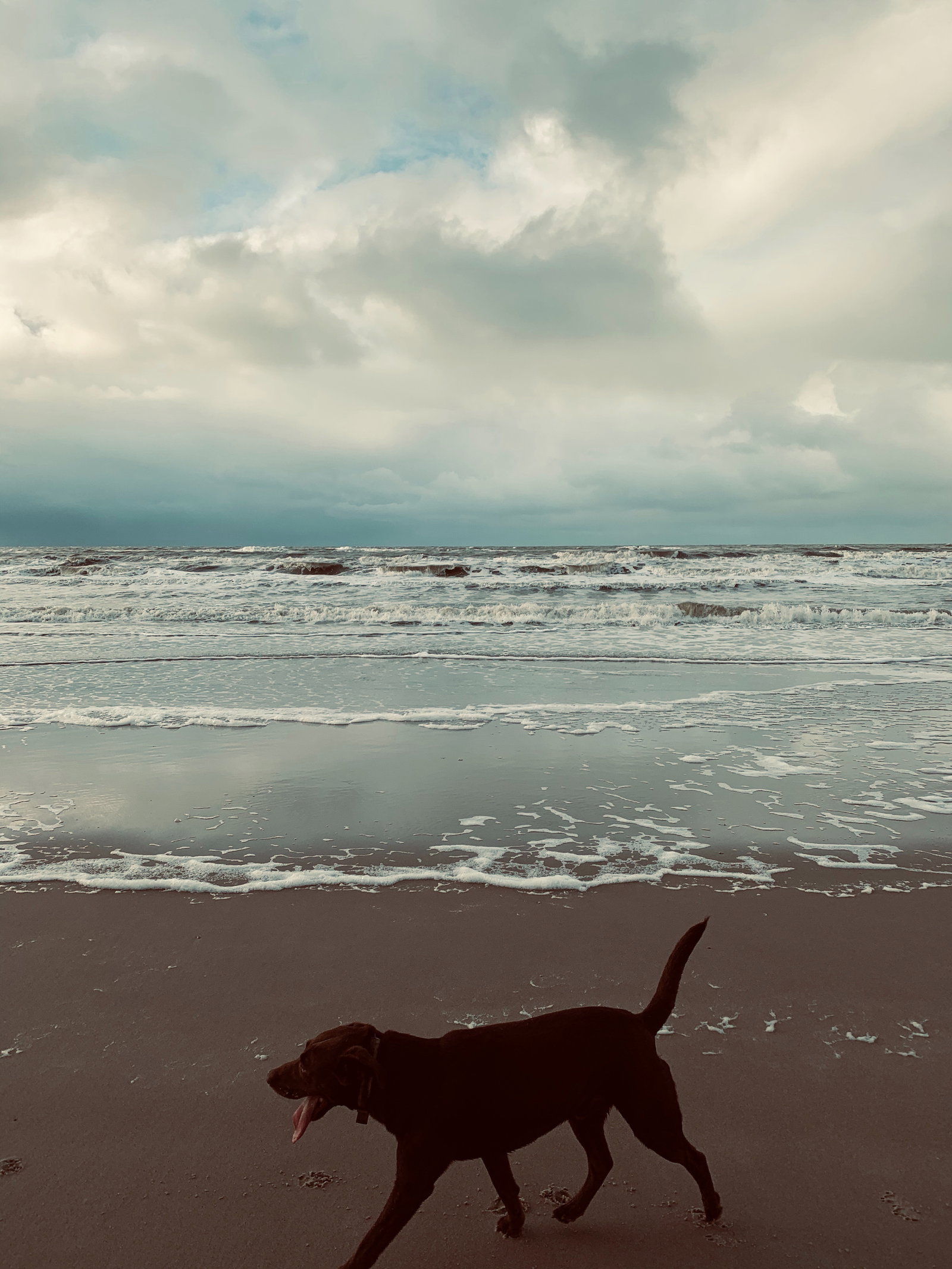 Emma, pet sitter in Amsterdam, photo 5