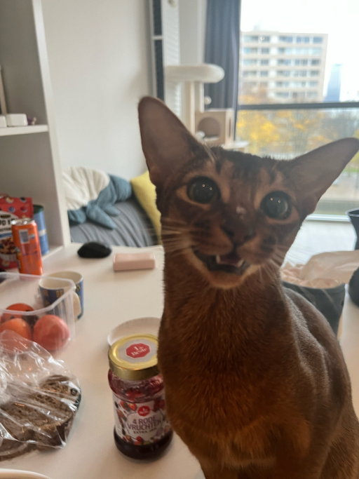 Xinqi, pet sitter in Rotterdam, photo 2