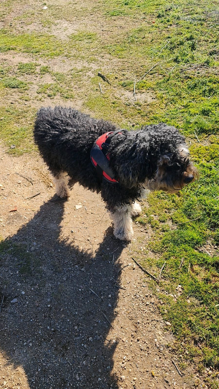 Paula, pet sitter in Heikant, photo 4