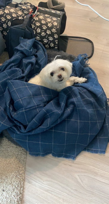 Nawaal, pet sitter in Gouda, photo 2