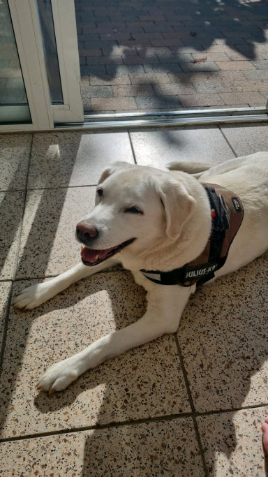 Irena, pet sitter in Weert, photo 5