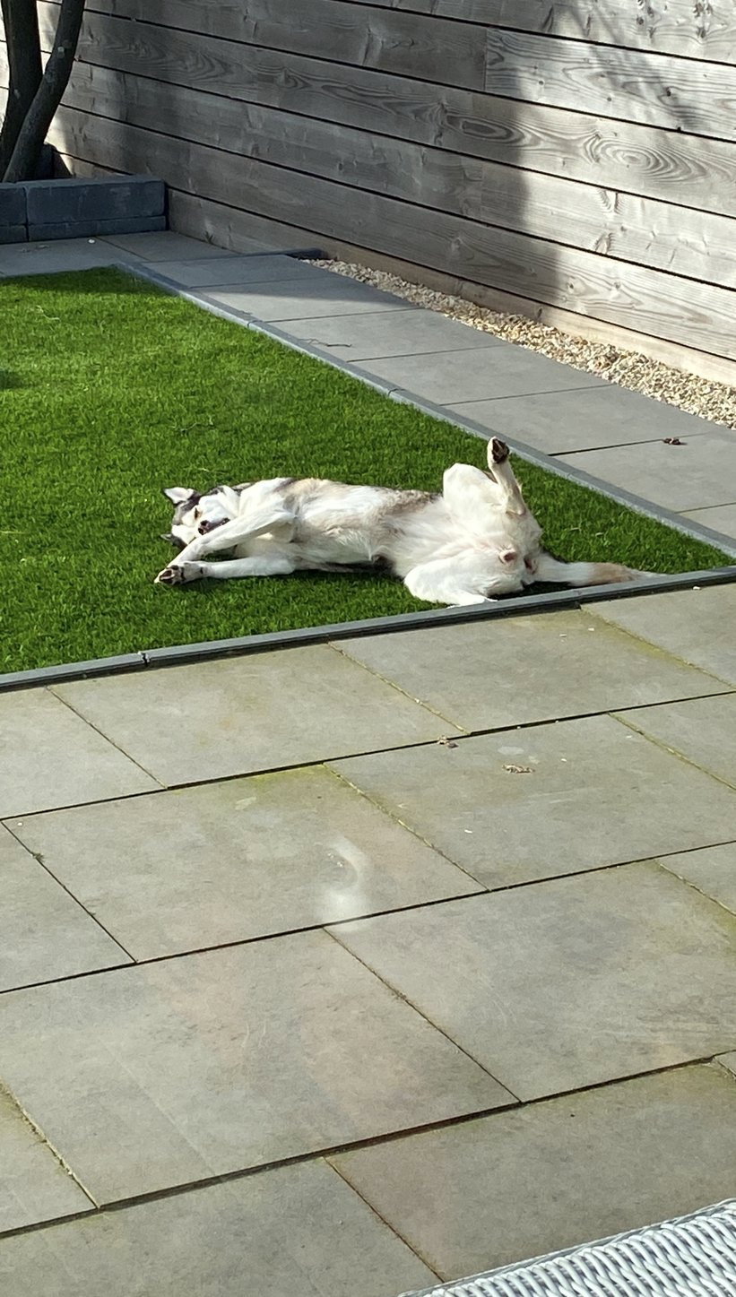 Nick, pet sitter in Monnickendam, photo 2
