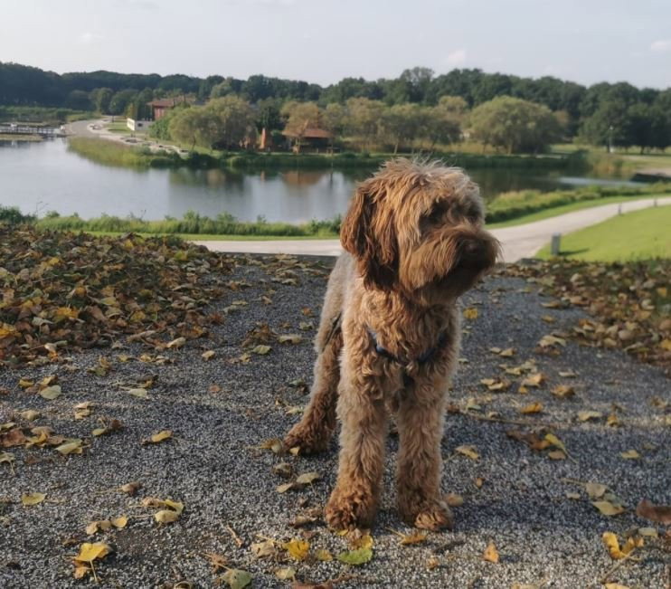 Milou, pet sitter in Horst, photo 1