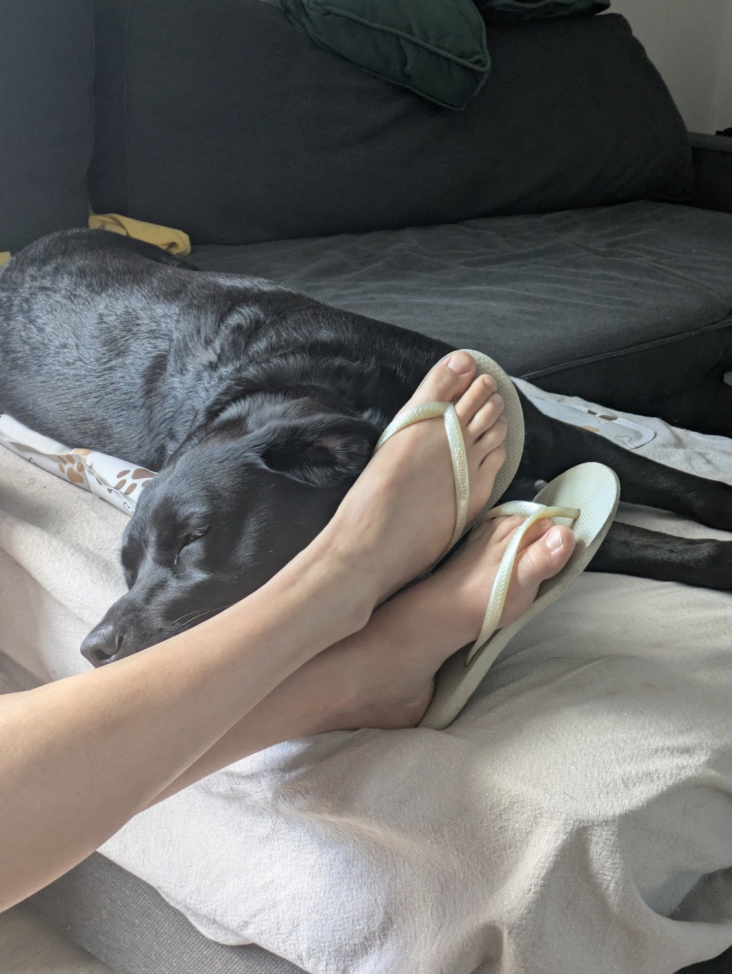 Babette, pet sitter in Diemen, photo 3