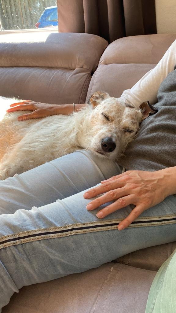 Olena, pet sitter in Amsterdam, photo 1