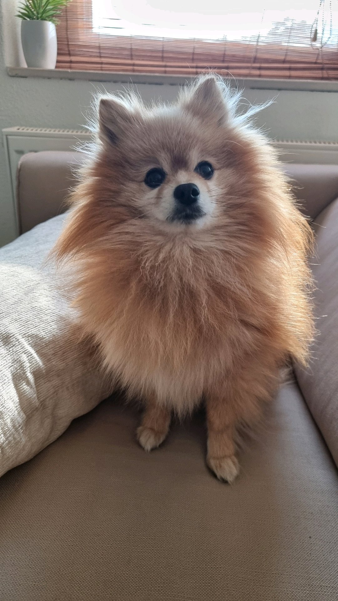 Tamara, pet sitter in Rosmalen, photo 2