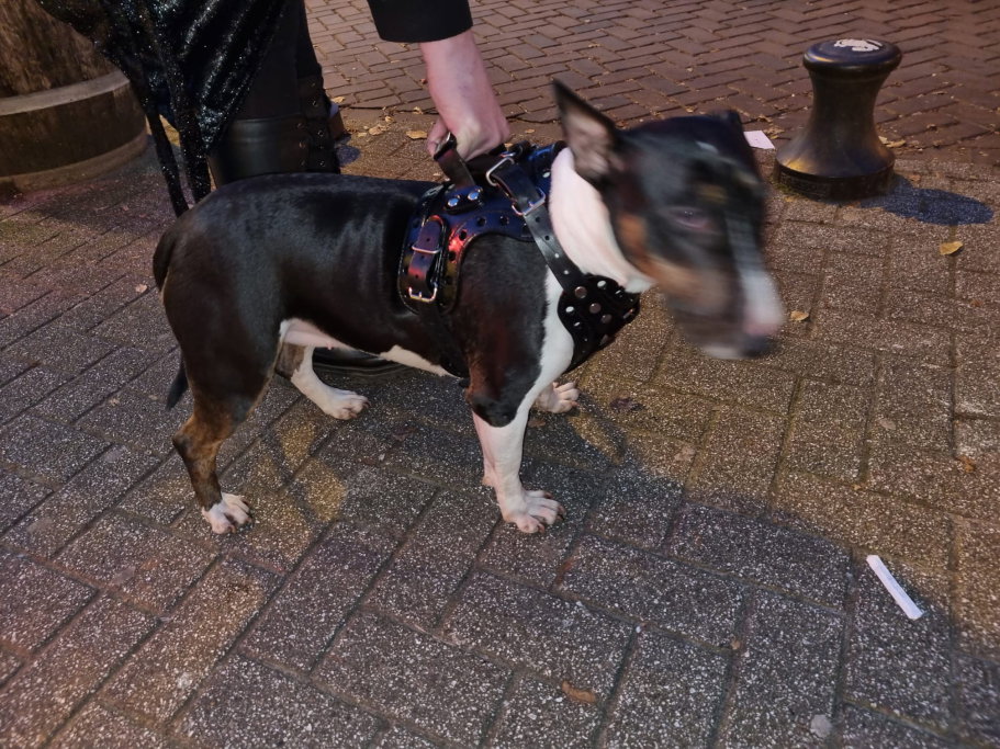 Khannea, pet sitter in Amsterdam, photo 2