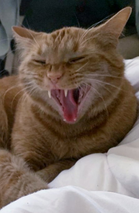 Linda, pet sitter in Maastricht, photo 5
