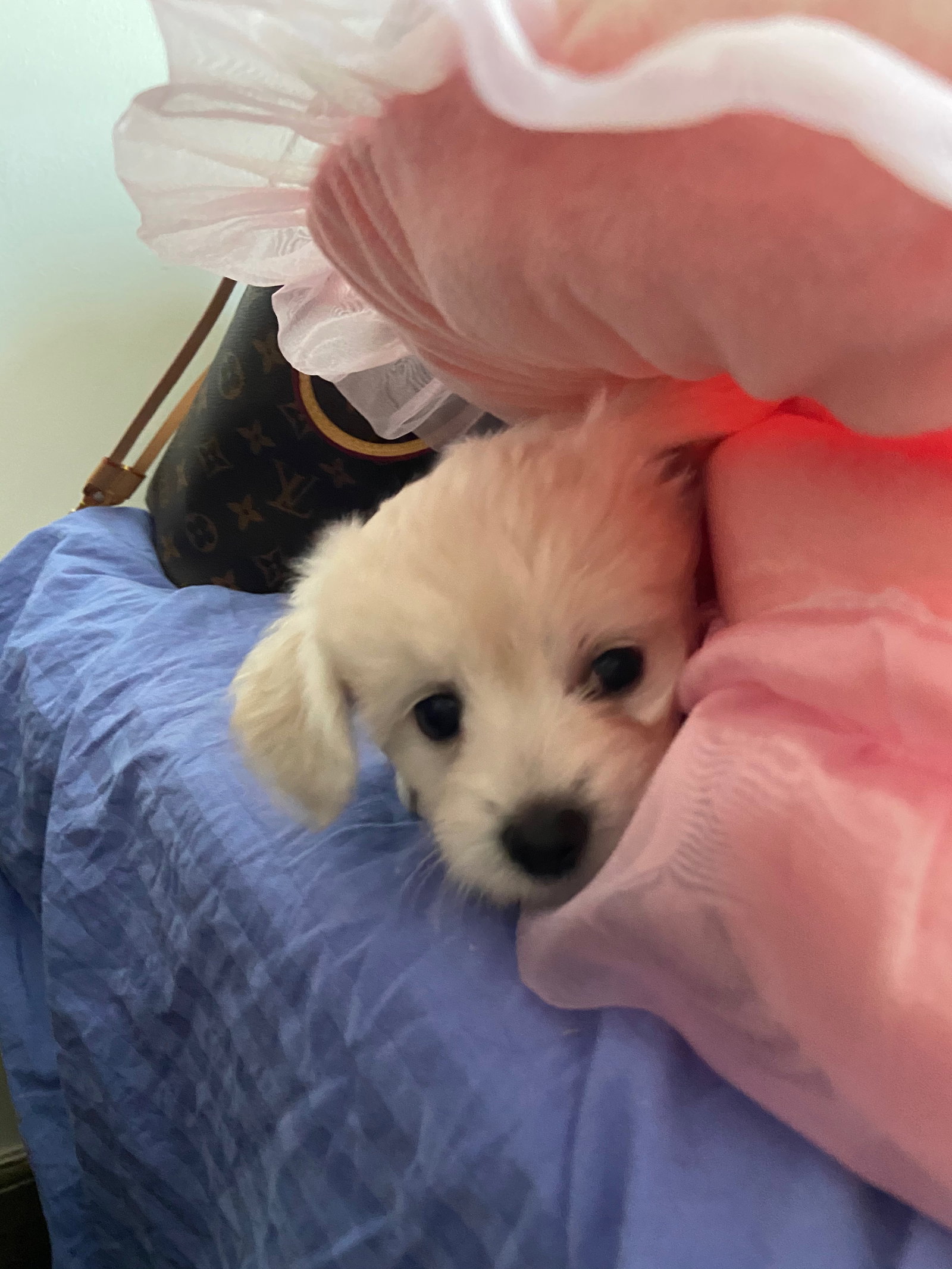 xuanxuan, pet sitter in 's-Gravenhage, photo 2