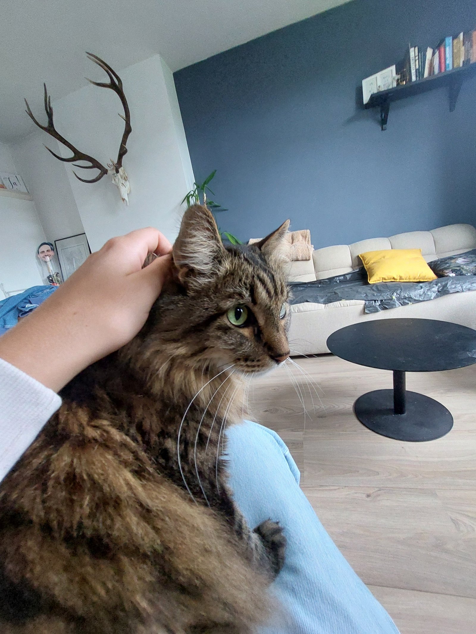 Manon, pet sitter in Rijswijk, photo 3