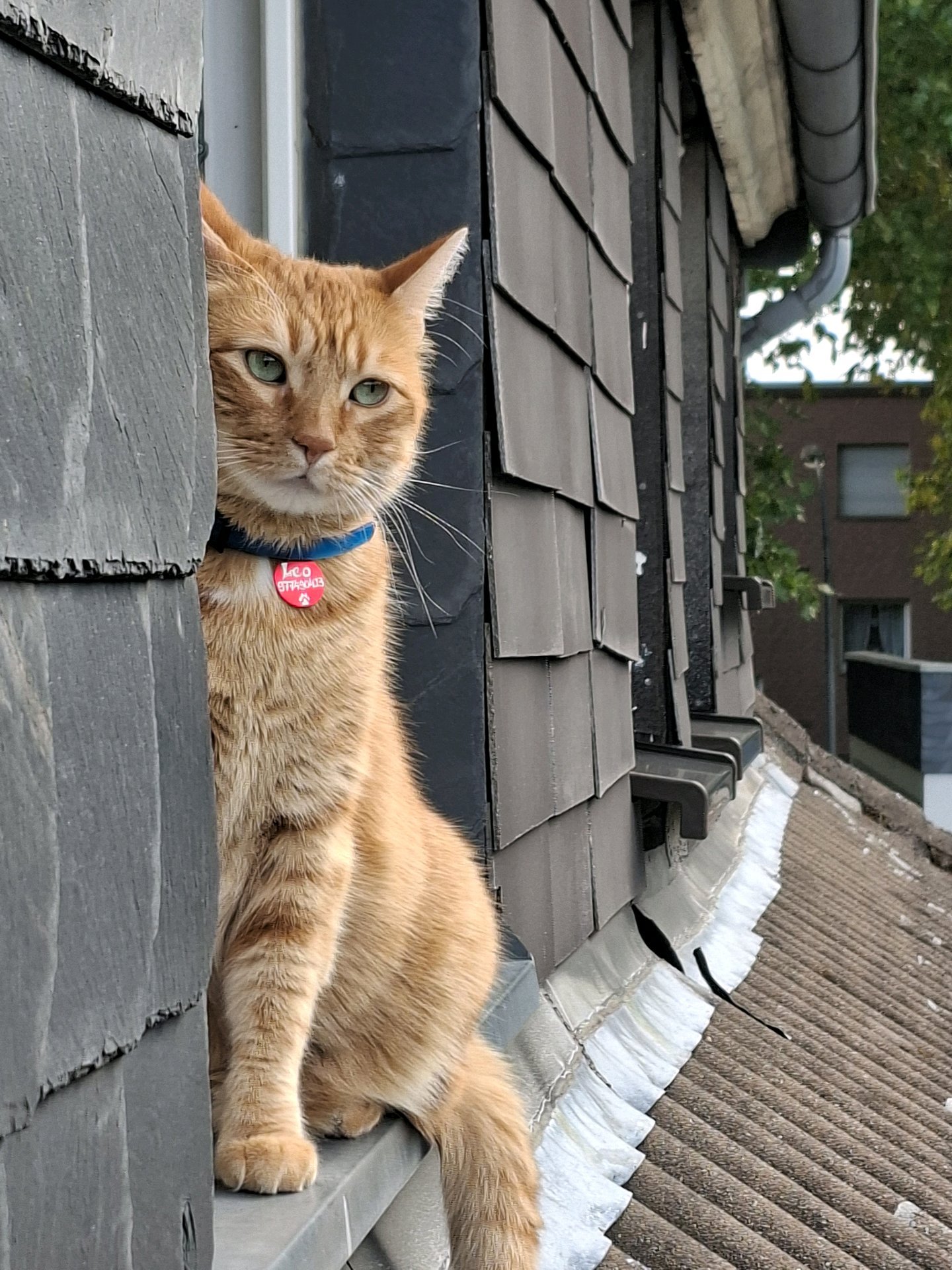 barend, pet sitter in Arnhem, photo 4