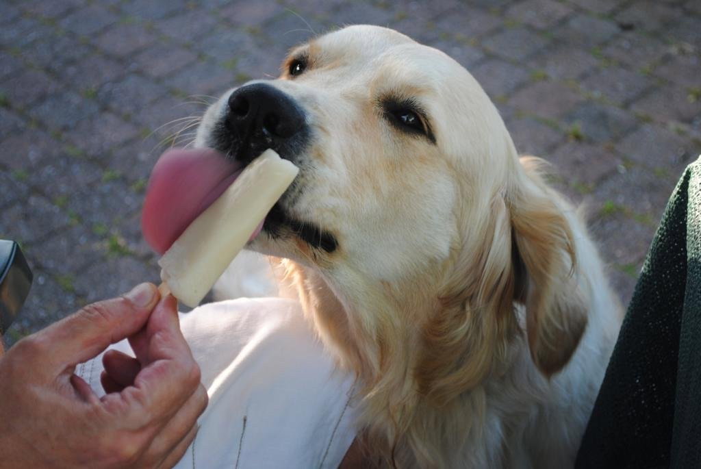 Britt, pet sitter in Tilburg, photo 4